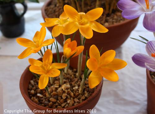07 Crocus cv 